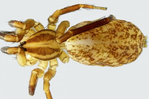 Réf. 242 241 : Zora nemoralis